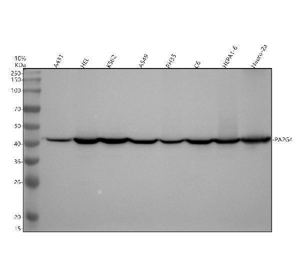 m02791 1 pa2g4 primary antibodies wb testing 1