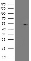 m02791 anti ebp1 pa2g4 mouse monoclonal antibody clone id oti1d3 wb testing 1