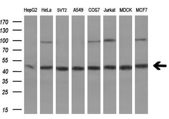 m02791 anti ebp1 pa2g4 mouse monoclonal antibody clone id oti1d3 wb testing 2