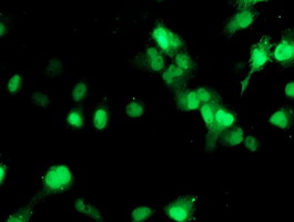 m02793 1 anti setd7 mouse monoclonal antibody clone id oti2d10 if testing 9