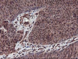 m02793 1 anti setd7 mouse monoclonal antibody clone id oti2d10 ihc testing 7