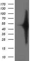m02793 1 anti setd7 mouse monoclonal antibody clone id oti2d10 wb testing 1