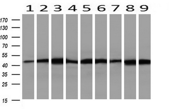 m02793 1 anti setd7 mouse monoclonal antibody clone id oti2d10 wb testing 2