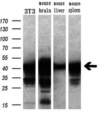 m02793 1 anti setd7 mouse monoclonal antibody clone id oti2d10 wb testing 5