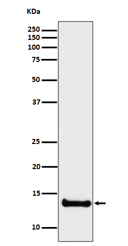 Western blot analysis of Cystatin B expression in U87-MG cell lysate