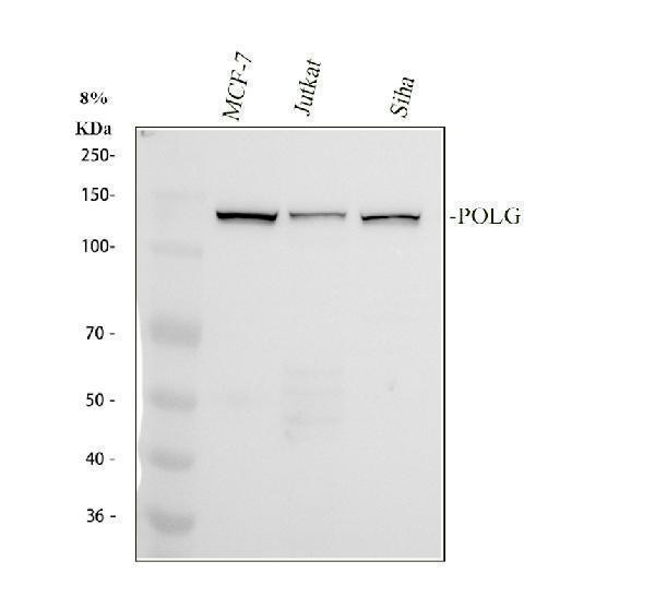 Western blot analysis of DNA Polymerase gamma using anti-DNA Polymerase gamma antibody (M02796)