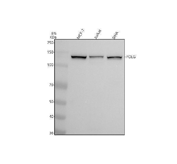 Western blot analysis of POLG using anti-POLG antibody (M02796)