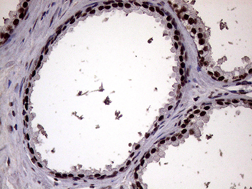 m02797 anti xrn2 mouse monoclonal antibody clone id oti5f4 ihc testing 10