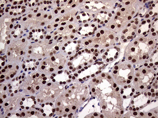 m02797 anti xrn2 mouse monoclonal antibody clone id oti5f4 ihc testing 16
