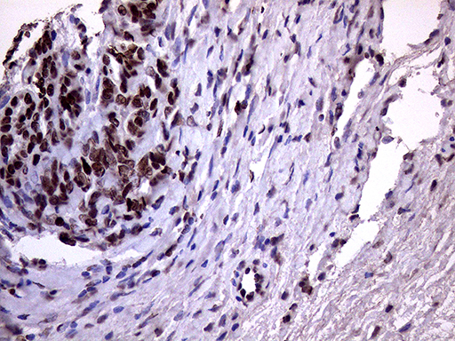 m02797 anti xrn2 mouse monoclonal antibody clone id oti5f4 ihc testing 4