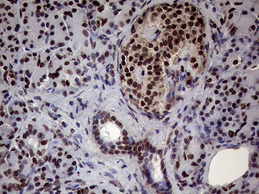 m02797 anti xrn2 mouse monoclonal antibody clone id oti5f4 ihc testing 5