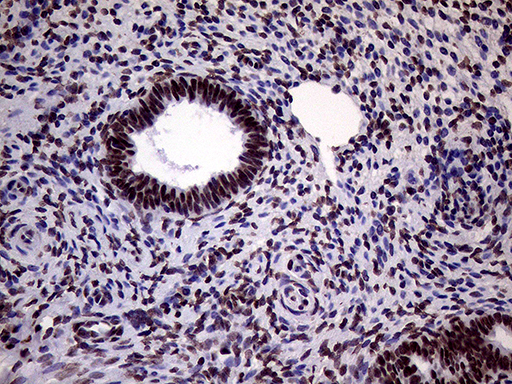 m02797 anti xrn2 mouse monoclonal antibody clone id oti5f4 ihc testing 8