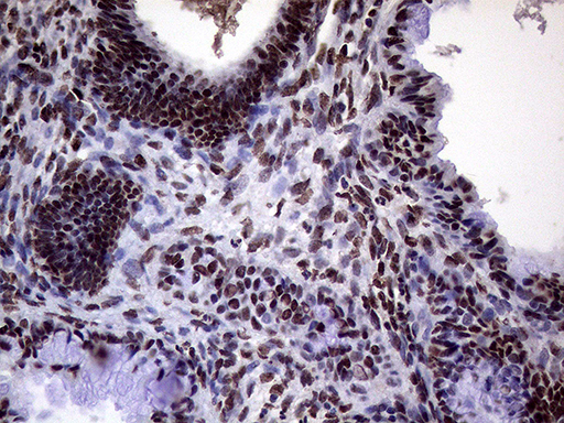 m02797 anti xrn2 mouse monoclonal antibody clone id oti5f4 ihc testing 9
