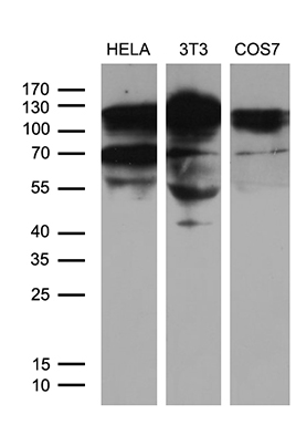 Western blot analysis of extracts (35ug) from 3 different cell lines by using anti-XRN2 monoclonal antibody (1:500)