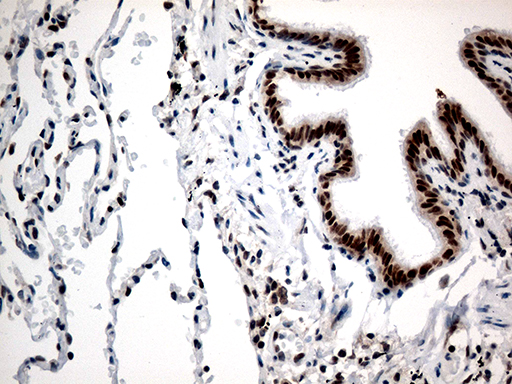 m02799 anti corest rcor1 mouse monoclonal antibody clone id oti9f6 ihc testing 4