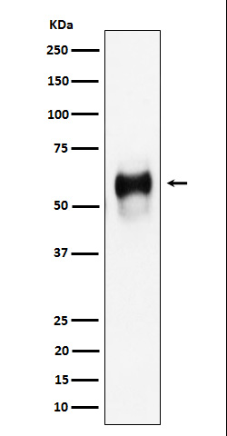 Western blot analysis of CD58 expression in Raji cell lysate