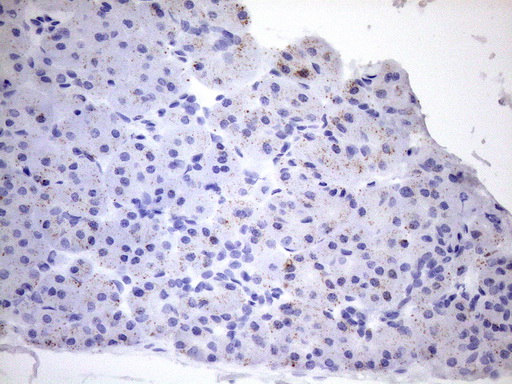 Immunohistochemical staining of paraffin-embedded Human pancreas tissue within the normal limits using anti-PPIF mouse monoclonal antibody
