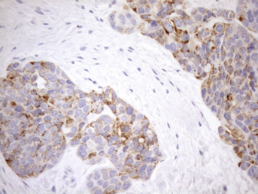 m02803 1 anti cyclophilin f ppif mouse monoclonal antibody clone id oti1g8 ihc testing 4