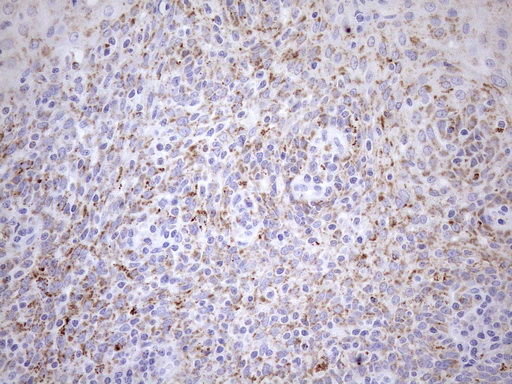 m02803 1 anti cyclophilin f ppif mouse monoclonal antibody clone id oti1g8 ihc testing 6