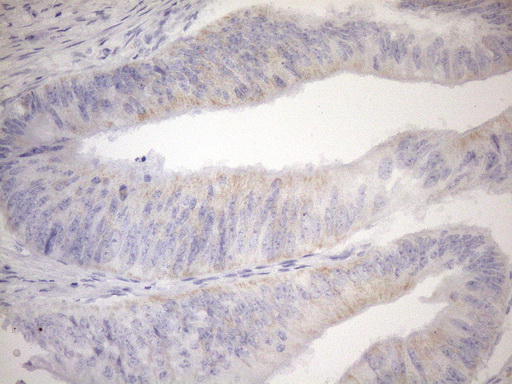 m02803 1 anti cyclophilin f ppif mouse monoclonal antibody clone id oti1g8 ihc testing 8