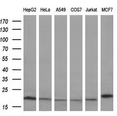 Western blot analysis of extracts (10ug) from 6 different cell lines by using anti-PPIF monoclonal antibody (1:200)