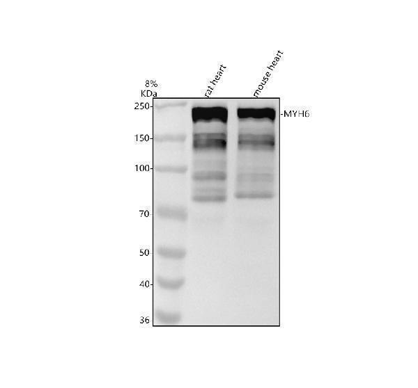 m02808 myh6 primary antibodies wb testing 1