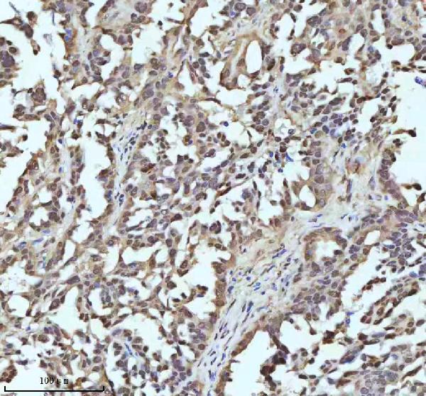 m02810 uba1 primary antibodies ihc testing 11