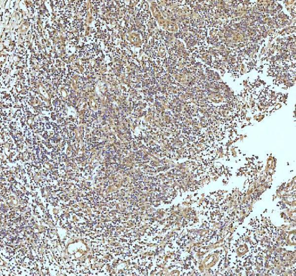 m02810 uba1 primary antibodies ihc testing 12