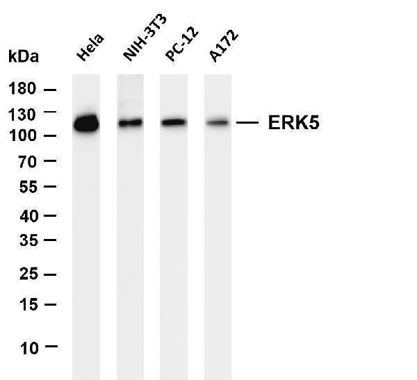 Various whole cell lysates were separated by 4-20% SDS-PAGE, and the membrane was blotted with anti-ERK5 antibody