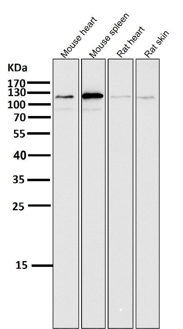All lanes use the Antibody at 1:2K dilution for 1 hour at room temperature