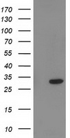 m02813 1 anti pnmt mouse monoclonal antibody clone id oti2d5 wb testing 1