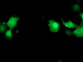 m02813 anti pnmt mouse monoclonal antibody clone id oti1d2 if testing 7