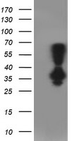 m02813 anti pnmt mouse monoclonal antibody clone id oti1d2 wb testing 1