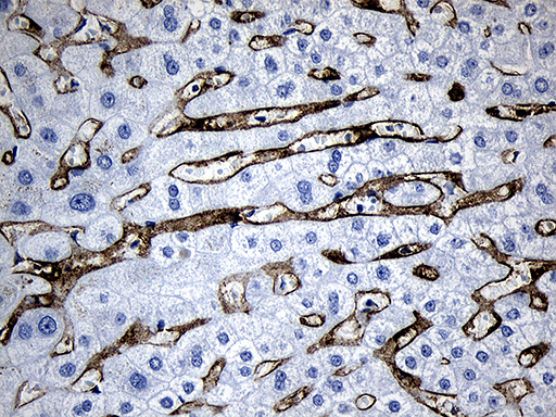 m02814 1 anti cd299 clec4m mouse monoclonal antibody clone id oti7d12 ihc testing 3