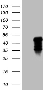 m02814 1 anti cd299 clec4m mouse monoclonal antibody clone id oti7d12 wb testing 1