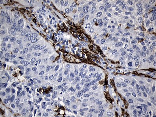m02814 anti cd299 clec4m mouse monoclonal antibody clone id oti10c3 ihc testing 1