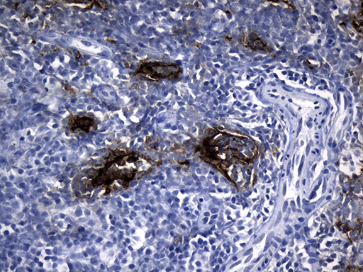 m02814 anti cd299 clec4m mouse monoclonal antibody clone id oti10c3 ihc testing 3