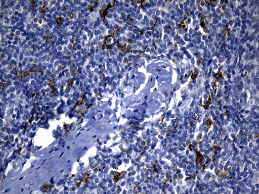 m02814 anti cd299 clec4m mouse monoclonal antibody clone id oti10c3 ihc testing 4