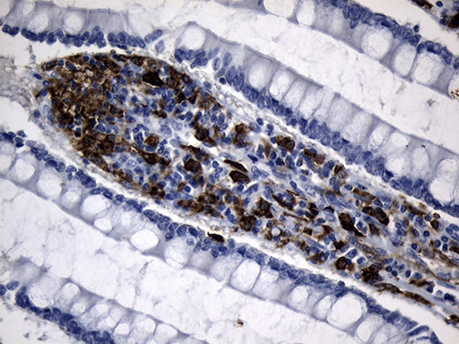 m02814 anti cd299 clec4m mouse monoclonal antibody clone id oti10c3 ihc testing 5