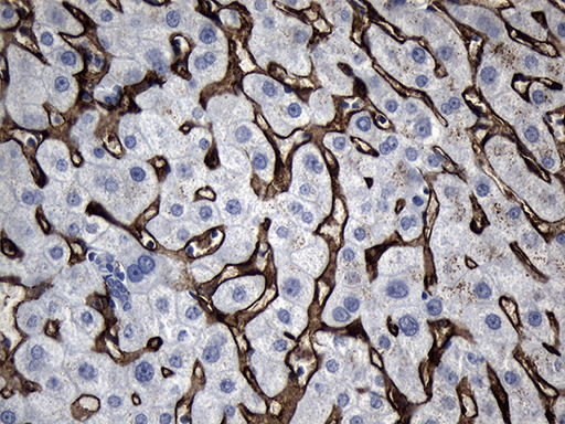 m02814 anti cd299 clec4m mouse monoclonal antibody clone id oti10c3 ihc testing 6