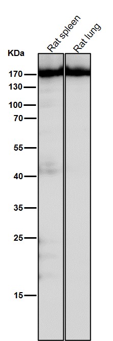 All lanes use the Antibody at 1:1K dilution for 1 hour at room temperature