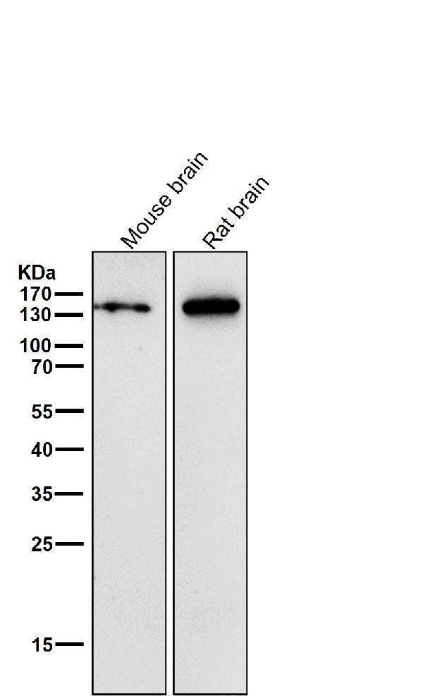 All lanes use the Antibody at 1:3K dilution for 1 hour at room temperature