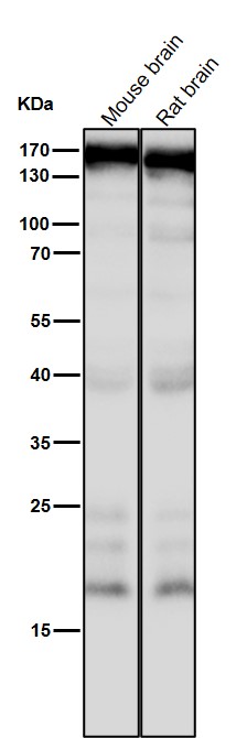 m02819 wb9