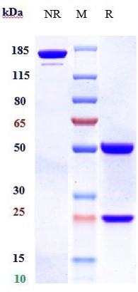 Anti-B7-H4/VTCN1 Reference Antibody (alsevalimab) on SDS-PAGE under reducing (R) condition
