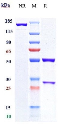 Anti-B7-H4/VTCN1 Reference Antibody (Millennium patent anti-B7-H4) on SDS-PAGE under reducing (R) condition