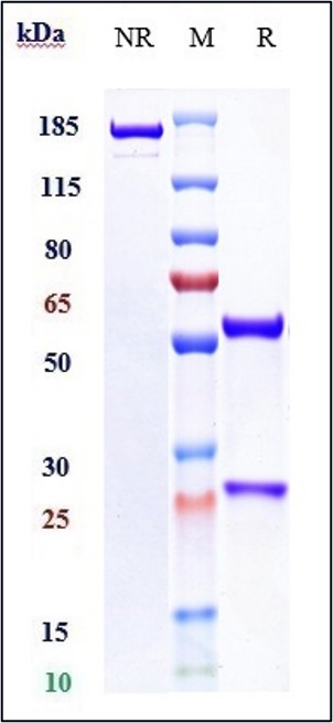 Anti-IL-1RAP/IL-1R3 Reference Antibody (Nadunolimab) on SDS-PAGE under reducing (R) condition