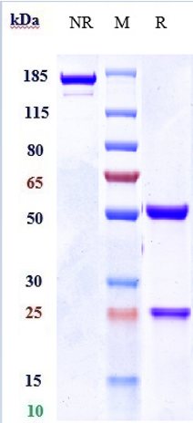 Anti-IL-1RAP/IL-1R3 Reference Antibody (nidanilimab) on SDS-PAGE under reducing (R) condition