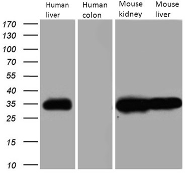 m02825 1 anti cbr1 mouse monoclonal antibody clone id oti4b4 wb testing 2