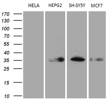 m02825 1 anti cbr1 mouse monoclonal antibody clone id oti4b4 wb testing 4