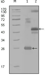 m02829 map4k4 primary antibodies wb testing 1